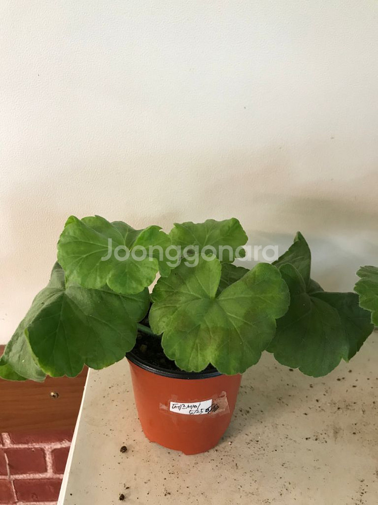 유지스 페르세이 러시아 제라늄--0