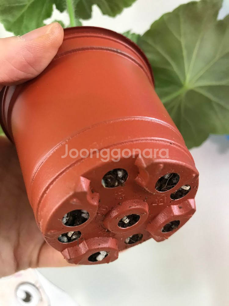 뷰티풀에스더 러시아 제라늄--7