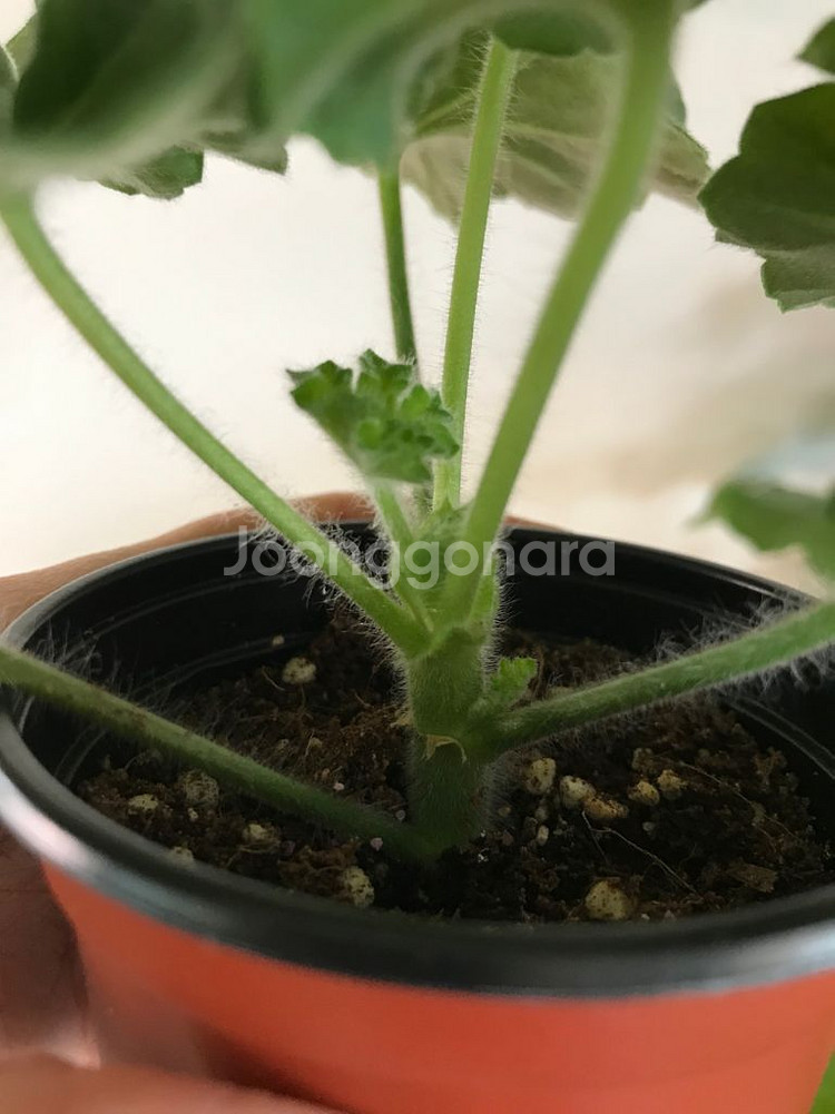 뷰티풀에스더 러시아 제라늄--4