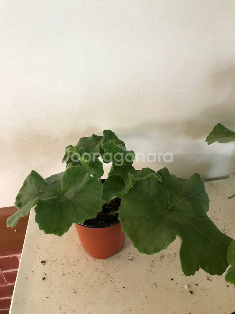 뷰티풀에스더 러시아 제라늄--2