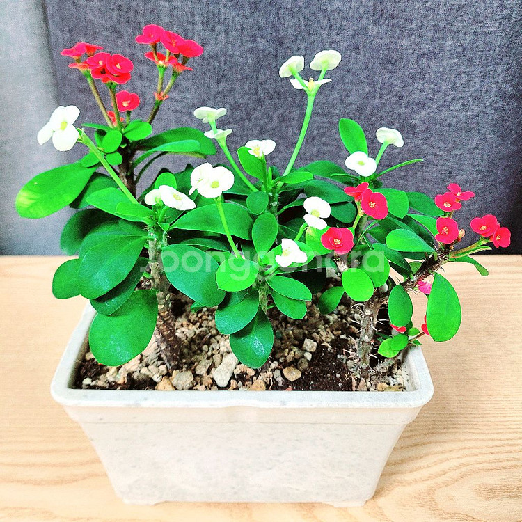 꽃기린 흰색3+빨강3 혼합색상 총6촉 / 공기정화식물--1