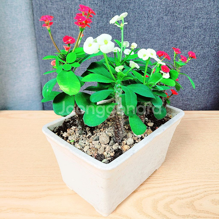 꽃기린 흰색3+빨강3 혼합색상 총6촉 / 공기정화식물--6