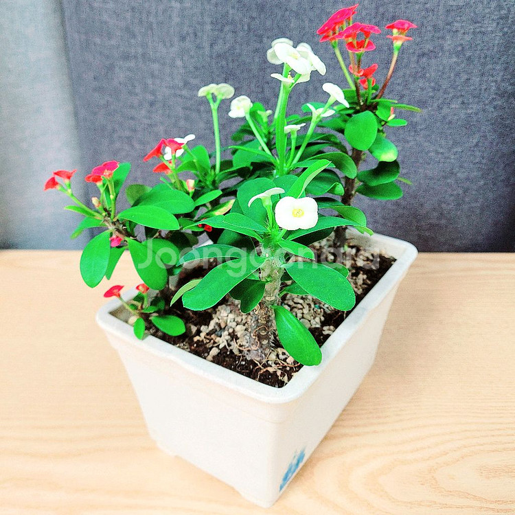 꽃기린 흰색3+빨강3 혼합색상 총6촉 / 공기정화식물--3