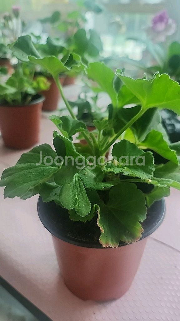 불사조의전설 러시아제라늄--0