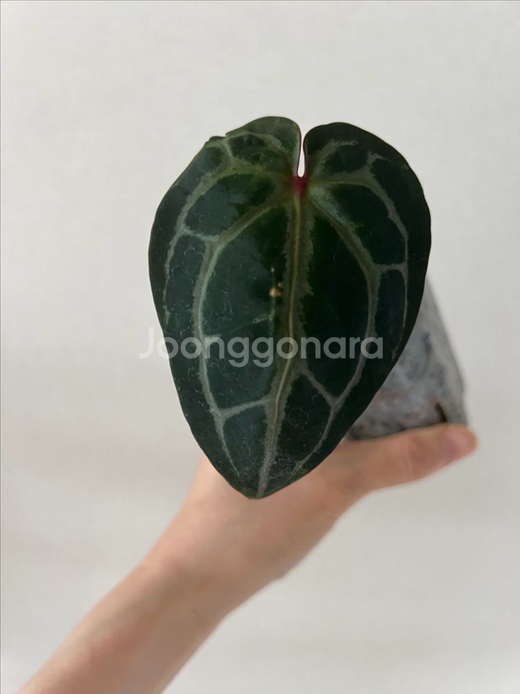 안스리움 미쉘 자라(닥터블락)--0