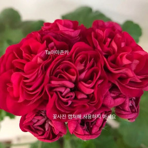 Ta아마존카 러시아 제라늄