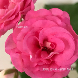Ta메이로즈 러시아 제라늄