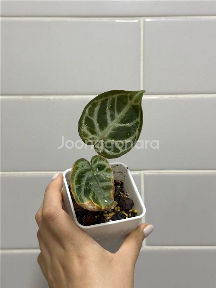 안스리움 도라야끼 레드 (식플구매)--0