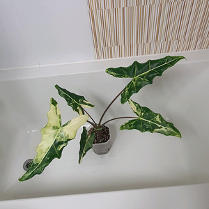 알로카시아 사리안 바리에가타 대품 35만원