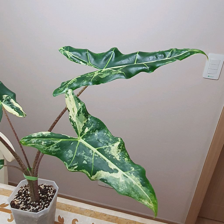 알로카시아 사리안 바리에가타 대품 35만원--2