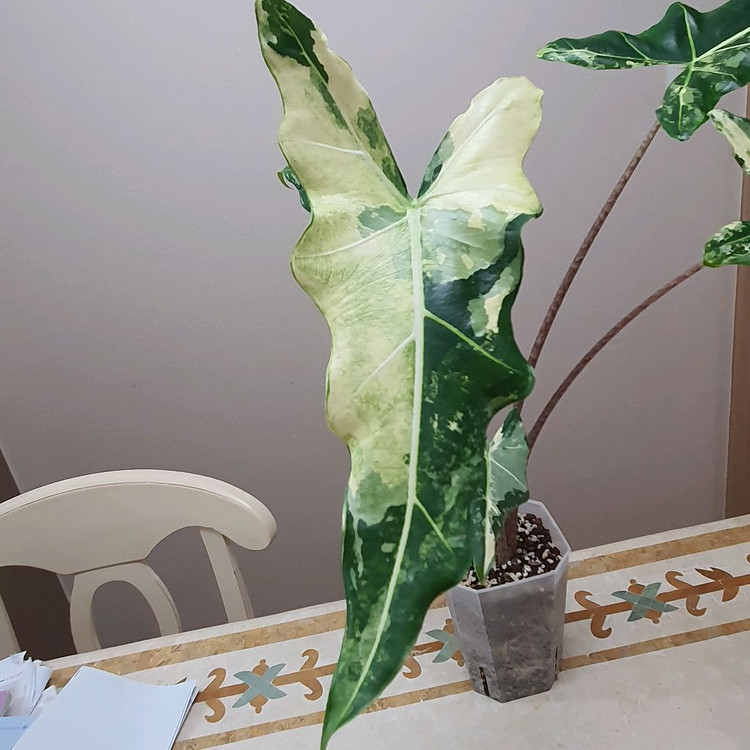 알로카시아 사리안 바리에가타 대품 35만원--3