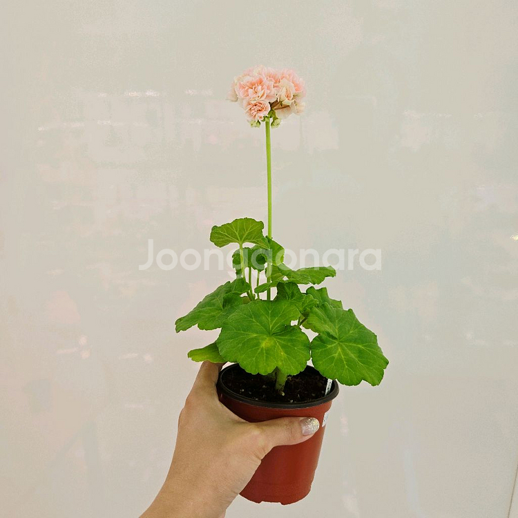달보드레 제라늄--2