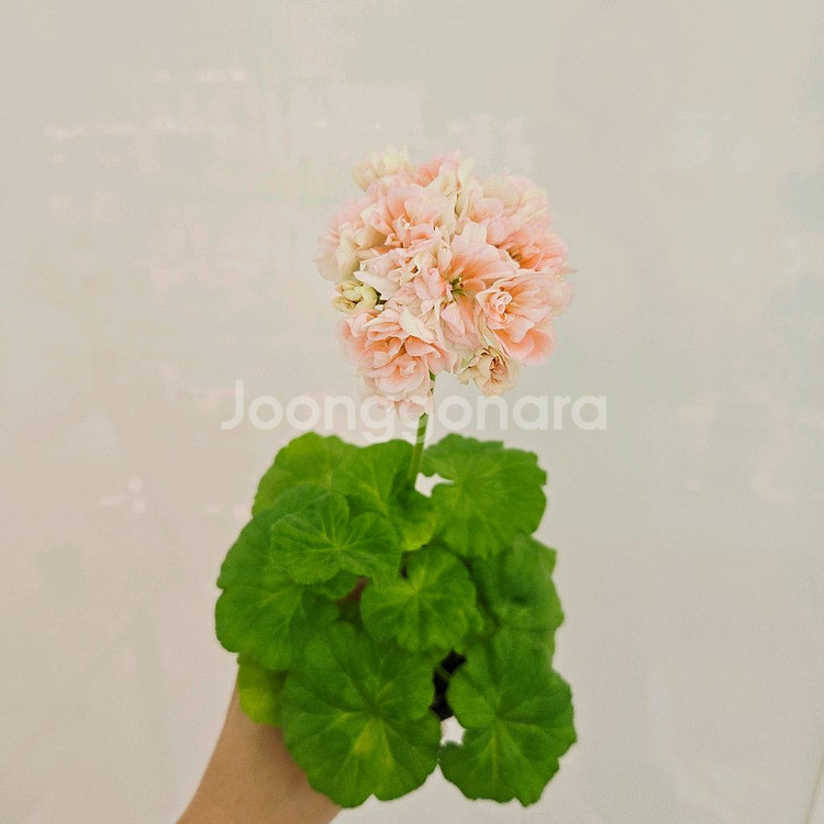 달보드레 제라늄--1