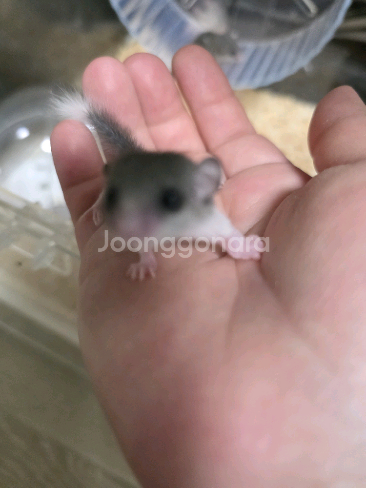 피그미다람쥐--1