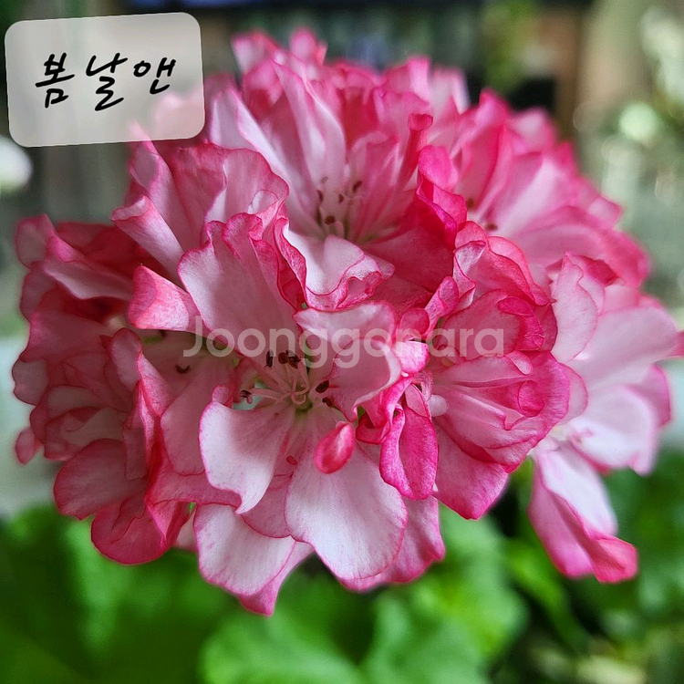 봄날앤 제라늄--0