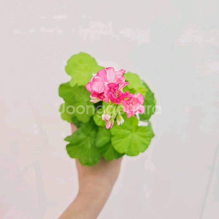 봄날앤 제라늄--1