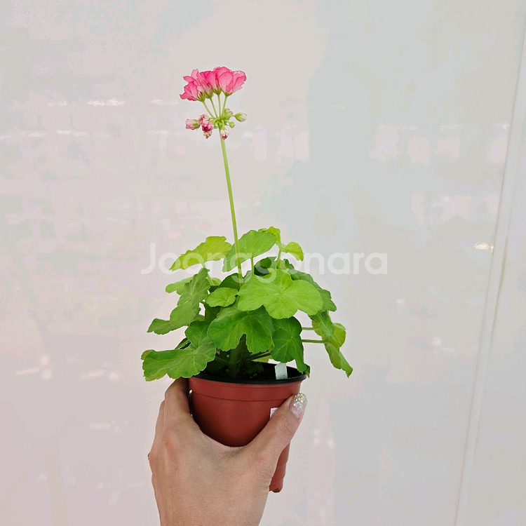 봄날앤 제라늄--2