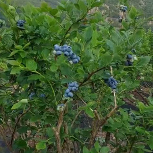 블루베리