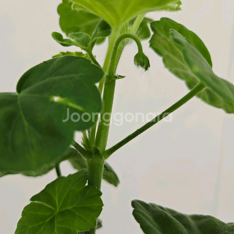 밀필드로즈 제라늄--3