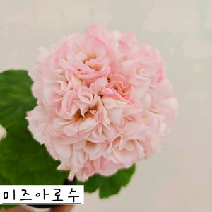 미즈아로수 제라늄