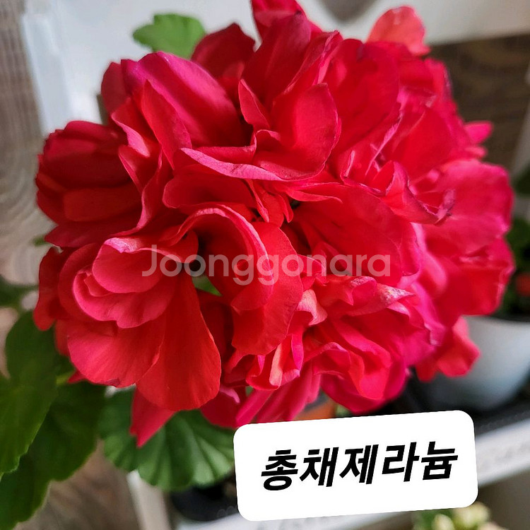 총채 제라늄--0