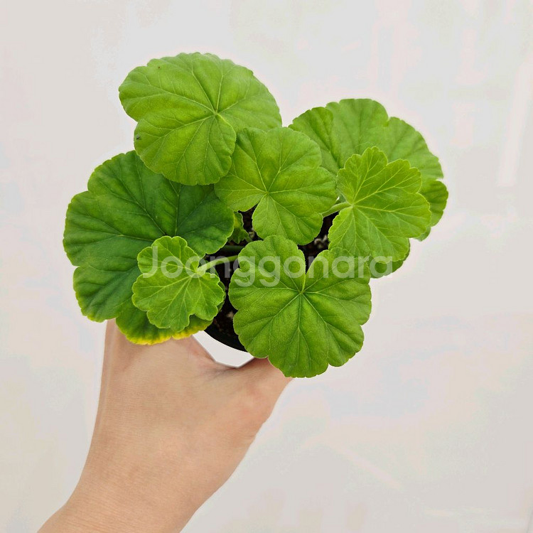 송겨울 제라늄--1