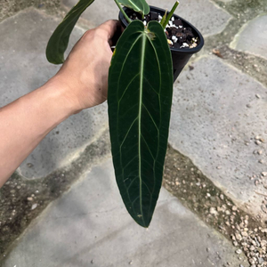 와로쿠아넘