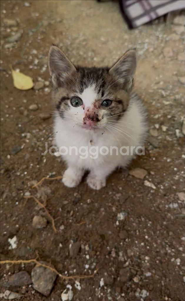 고양이 입시 보호처 찾습니다--0