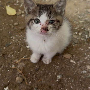 고양이 입시 보호처 찾습니다