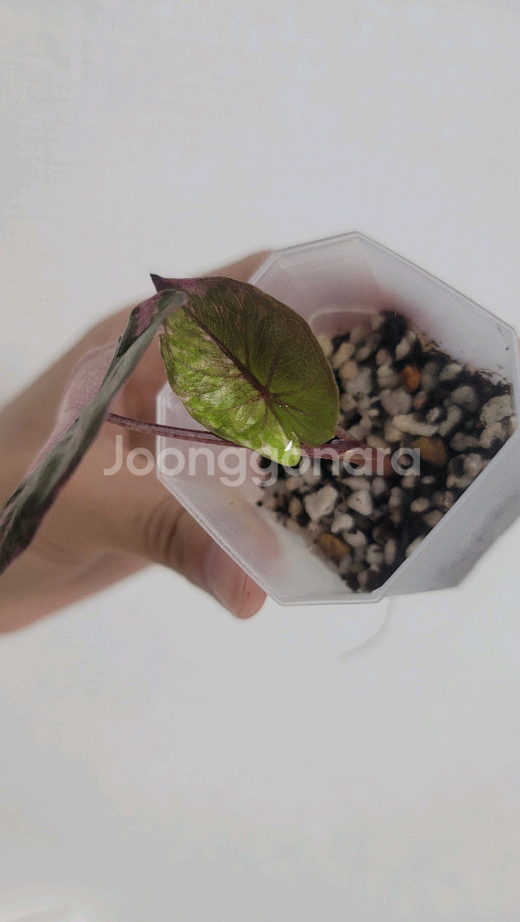 알로카시아 플럼배 바리에가타--2
