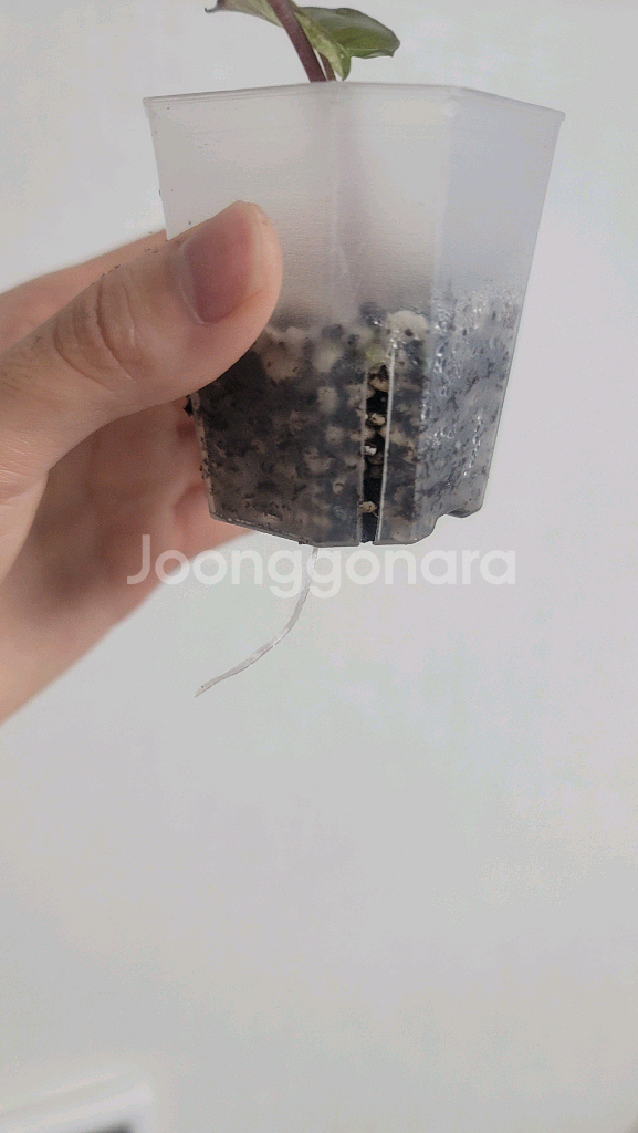 알로카시아 플럼배 바리에가타--3