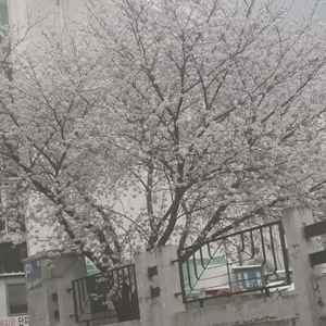 네이버 페이 선물하기 후불결제 70퍼에 드립니다