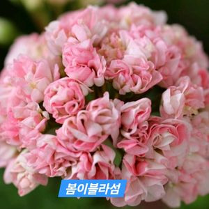 봄이블라섬 K제라늄