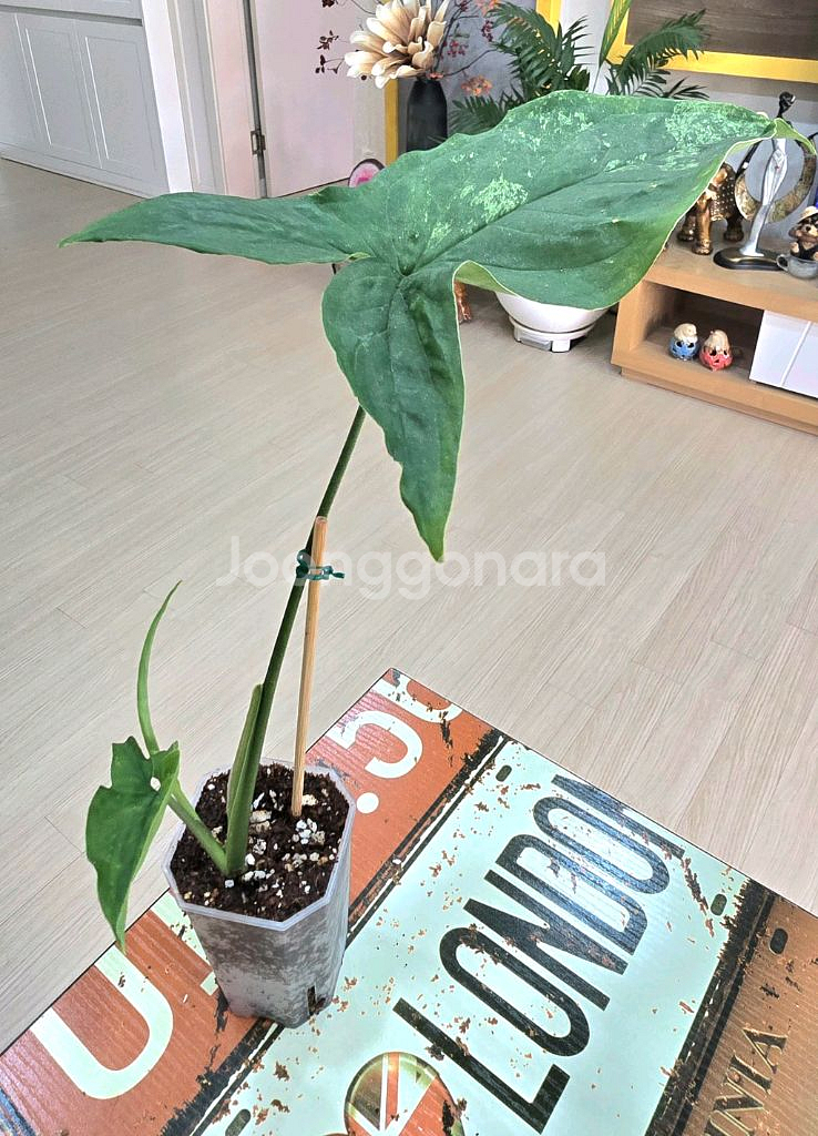 모히또 싱고니움 (자이언트)--0