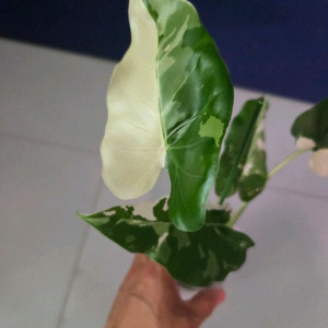알로카시아 오키나와실버