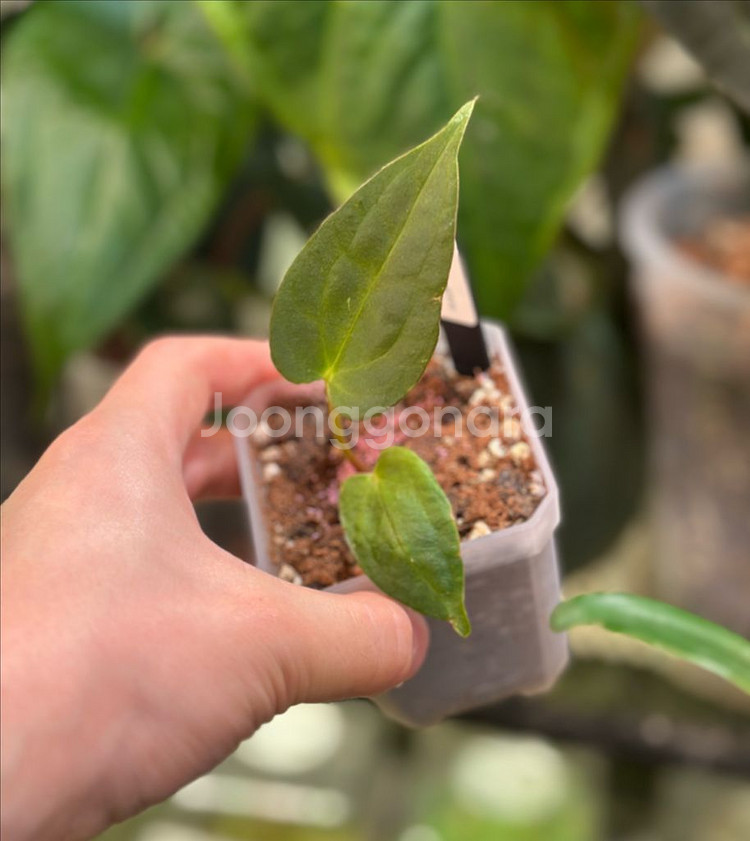 안스리움 파필 하브 x 블루 파필--0