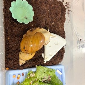 금와 달팽이 무료분양해요!