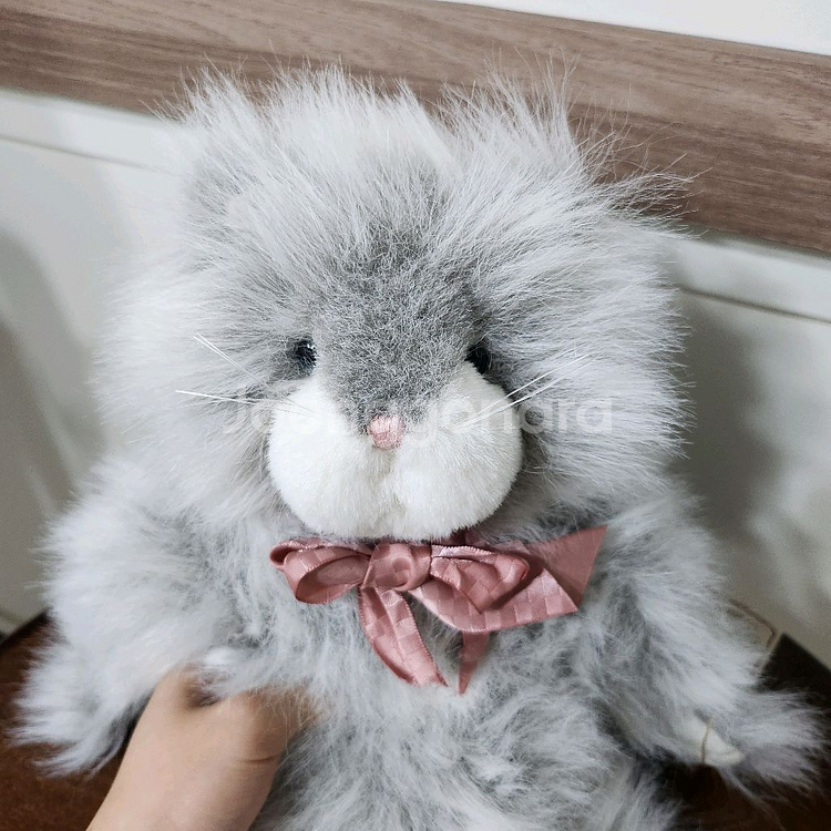 보이즈베어 레어 장모 고양이 페르시안 고양이 키덜트 빈--4