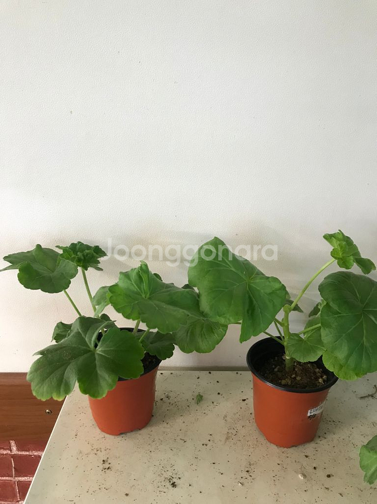 물병자리별 로지벨 러시아 제라늄--0