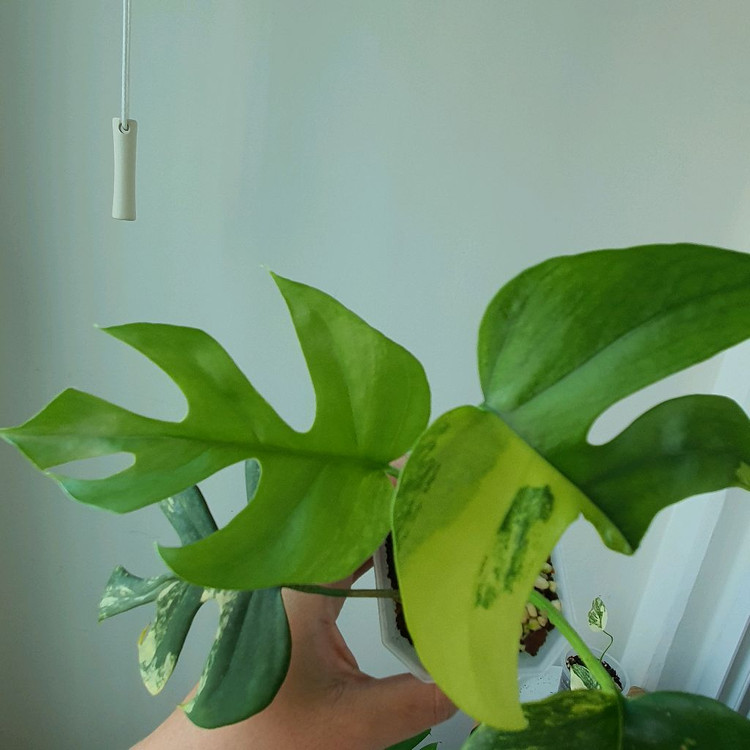 히메 몬스테라 옐로우 바리에가타 3만원--1