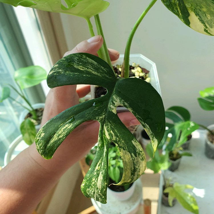 히메 몬스테라 옐로우 바리에가타 3만원--3