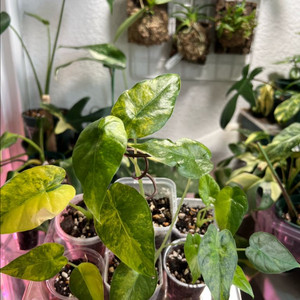 알로카시아 오도라 옐로우 바리에가타