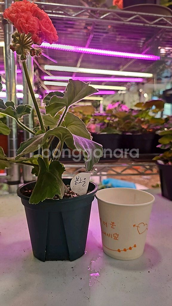 봄노을 제라늄--0