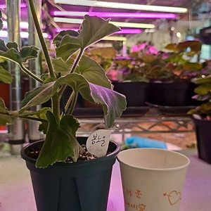 봄노을 제라늄