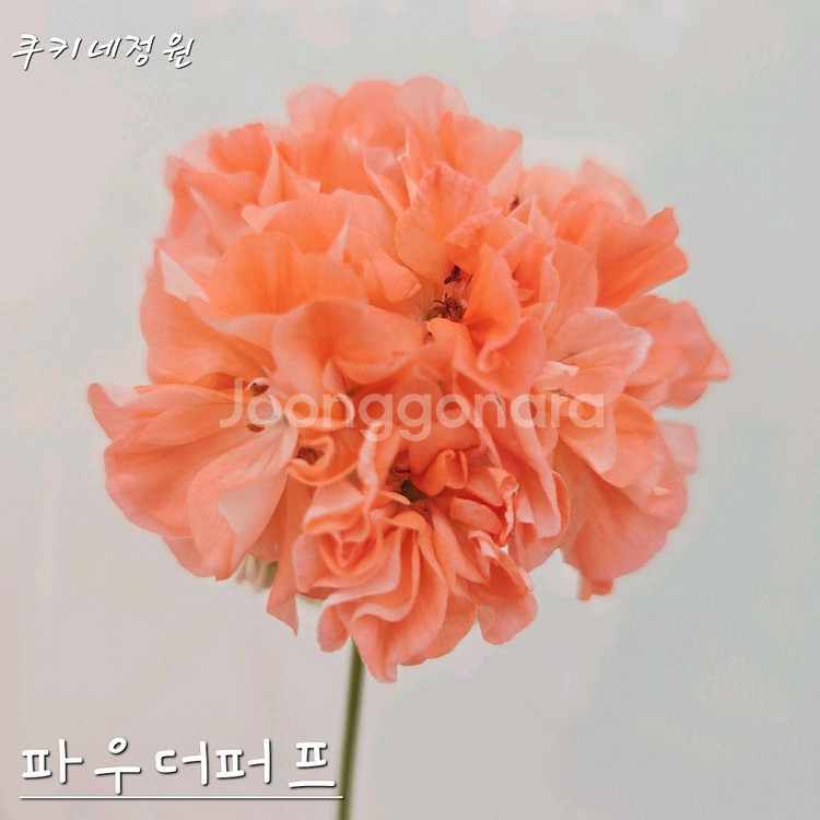 파우더퍼프 제라늄--0