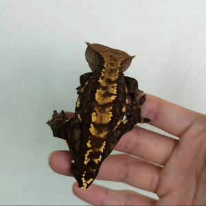 크레스티드게코 다크플레임(꼬짤)