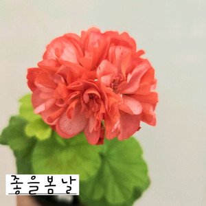 좋을봄날 제라늄