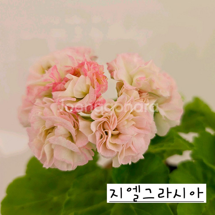 지엘그라시아 제라늄--0