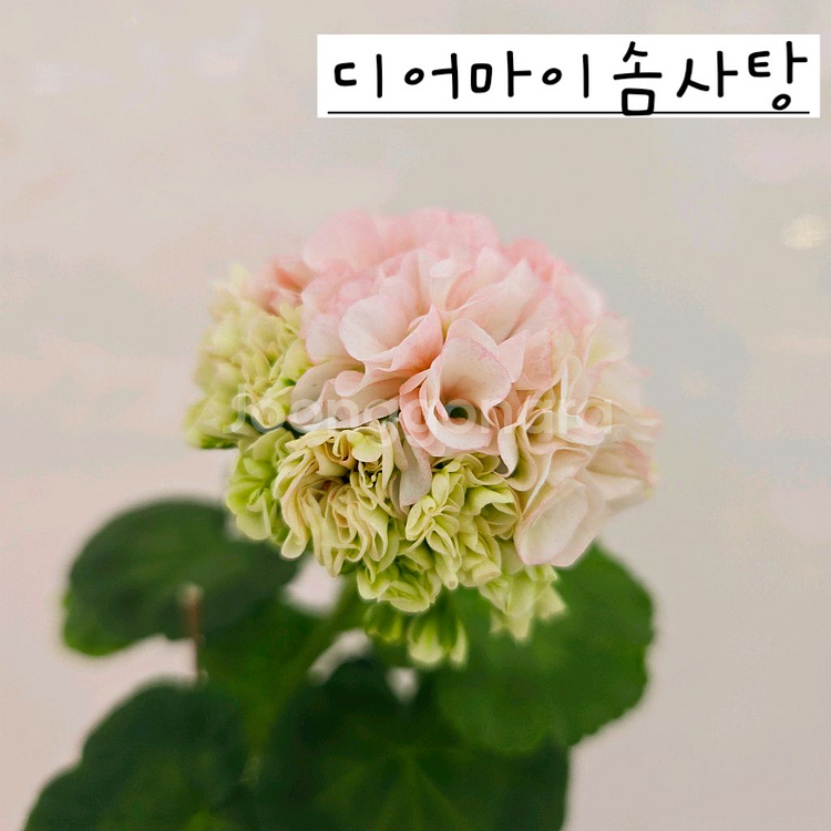 디어마이솜사탕 제라늄--0