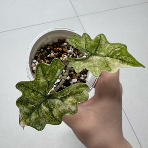 알로카시아 잭클린 미스틱